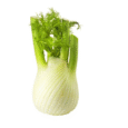 Fennel