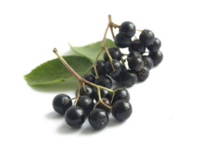 Elderberry